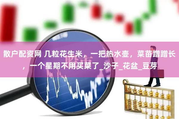 散户配资网 几粒花生米，一把热水壶，菜苗蹭蹭长，一个星期不用买菜了_沙子_花盆_豆芽
